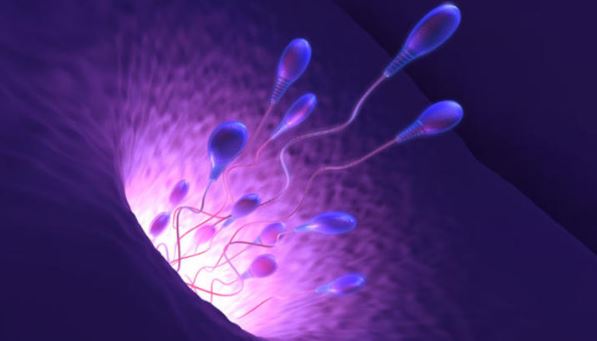 Sperm Attırıcı Doğal Karışım