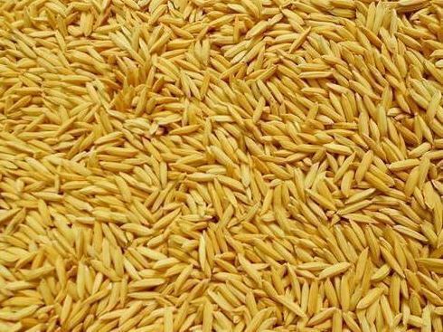 Pirinç Üretimi